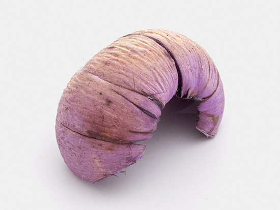 Isolated dried plant